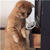 可爱猫咪控好看头像