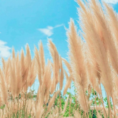 高清风车芦苇蓝色风景小清新头像图片