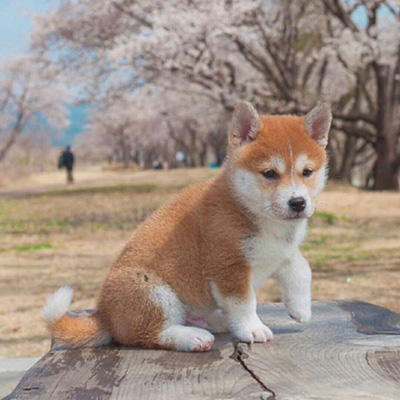 秋田犬头像高清可爱秋田犬图片大全