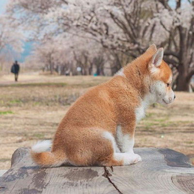 秋田犬头像高清可爱秋田犬图片大全