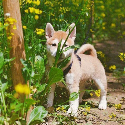 秋田犬头像高清可爱秋田犬图片大全