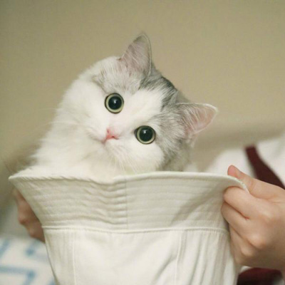 布偶猫头像高清 呆萌美颜布偶猫图片,可爱头像图片