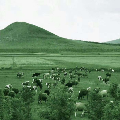 高清清新好看的真实绿色风景头像图片