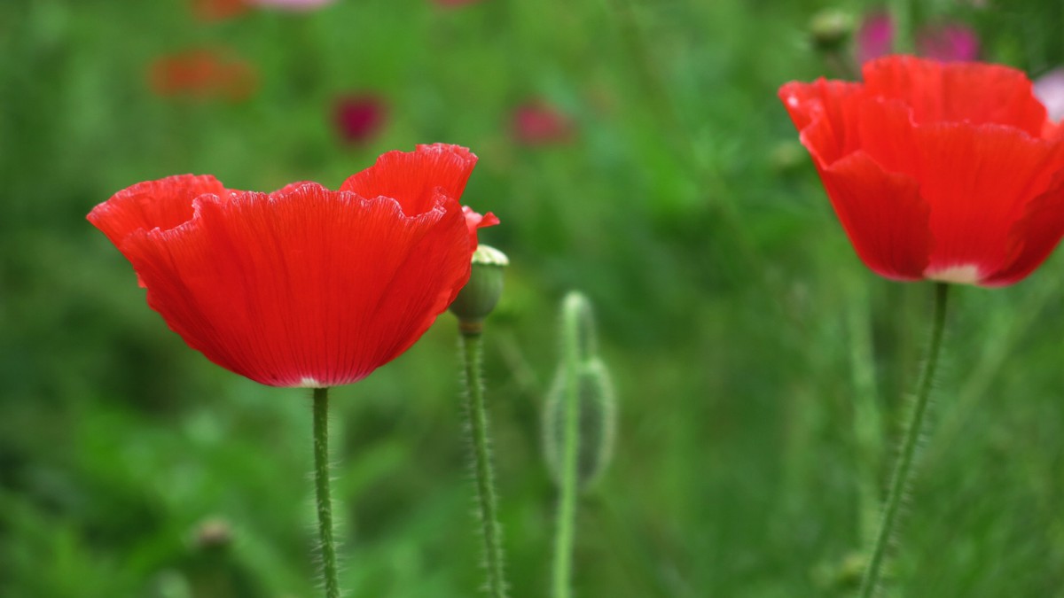 虞美人花虞美人图片-花卉壁纸-高清花卉图片-第5图-娟娟壁纸