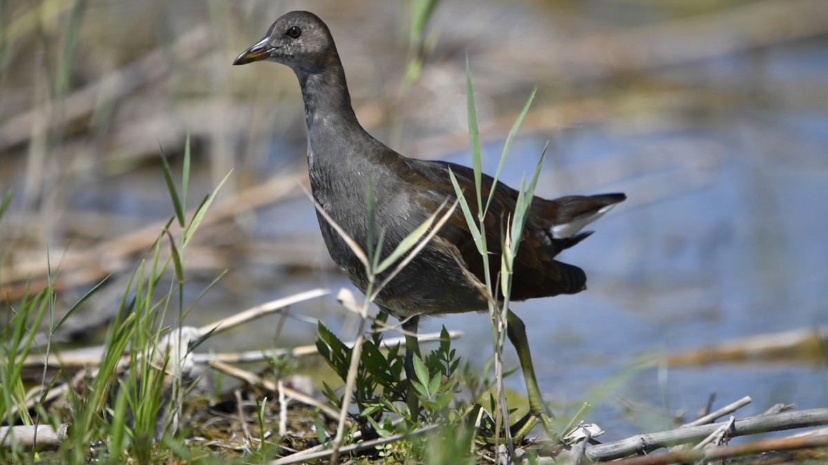 鸟类秧鸡图片(4/7)