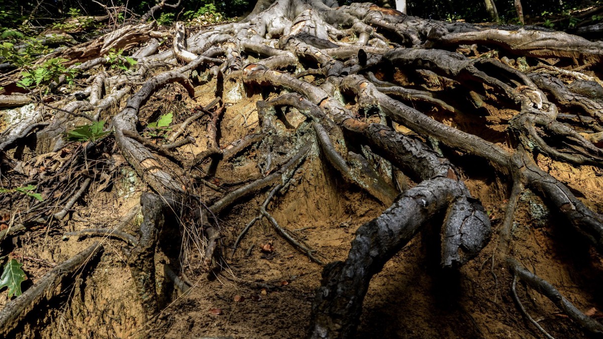 大树树根图片-风景壁纸-高清风景图片-第6图-娟娟壁纸