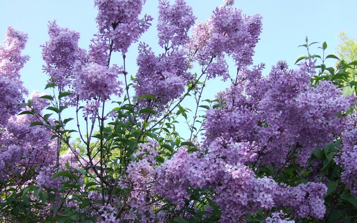 丁香花高清大圖圖片715