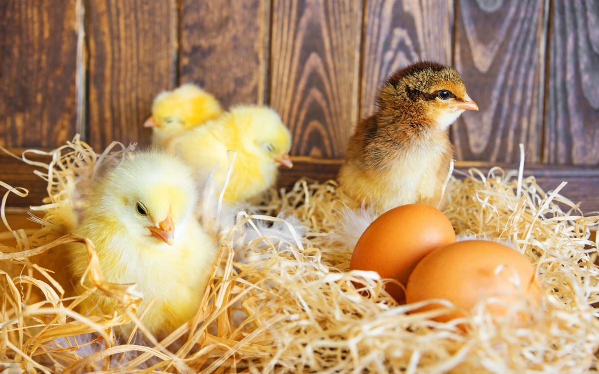 孵化出壳的小鸡图片810