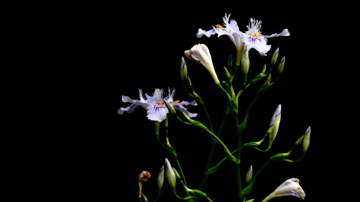 鸢尾花花语图片(2/10)