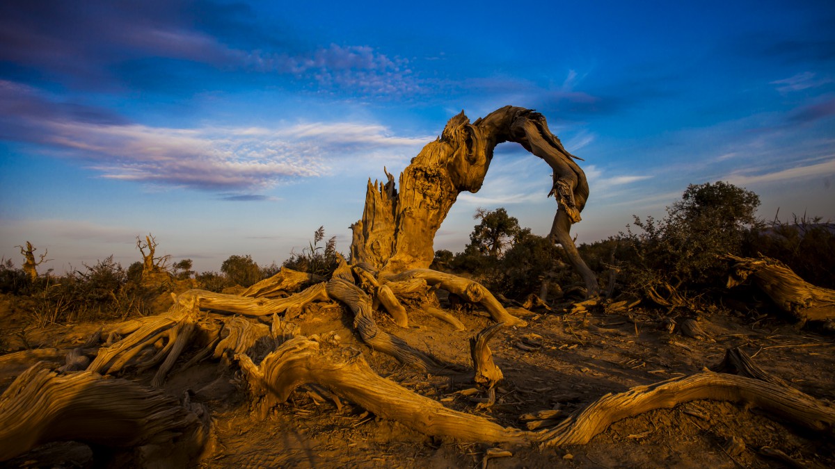新疆木垒胡杨林风景壁纸(14/18)