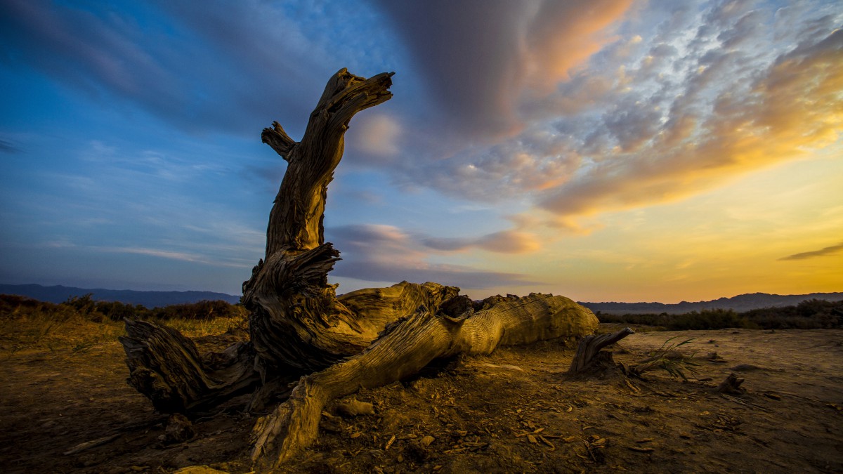 新疆木垒胡杨林风景壁纸1718