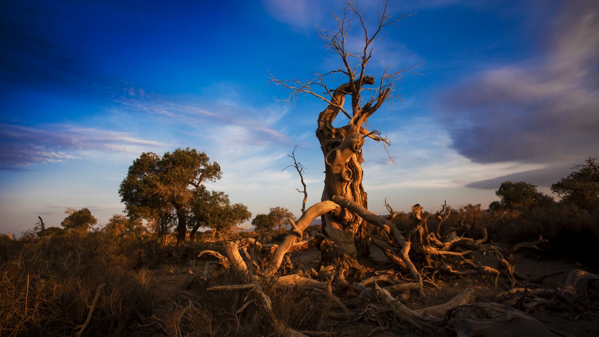 新疆木垒胡杨林风景壁纸1818