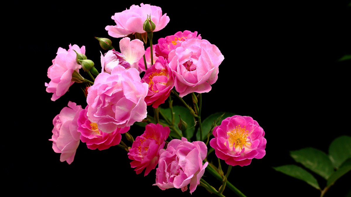 蔷薇花花语图片 花卉壁纸 高清花卉图片 第3图 娟娟壁纸