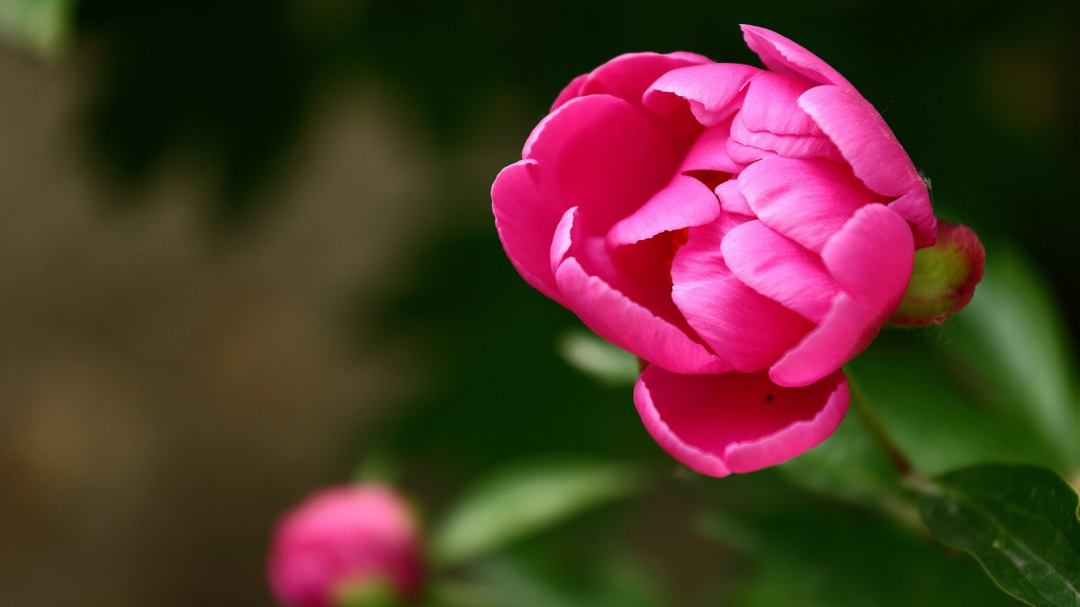 含苞待放的芍药花花蕾图片-花卉壁纸-高清花卉图片-第7图-娟娟壁纸