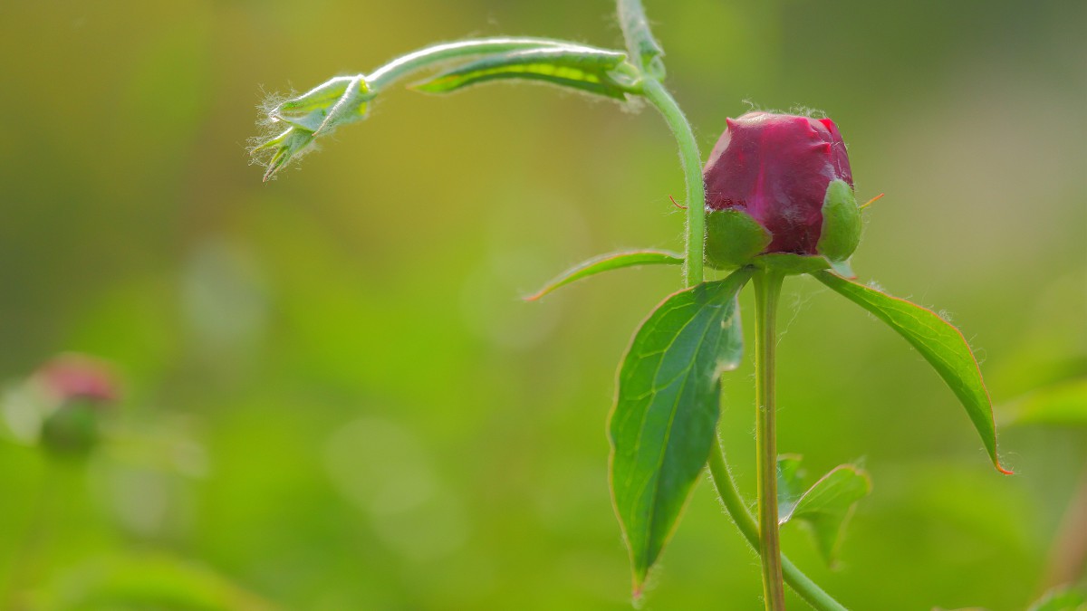 3840x2160   上一组图 下一组图 同类鲜花特写壁纸