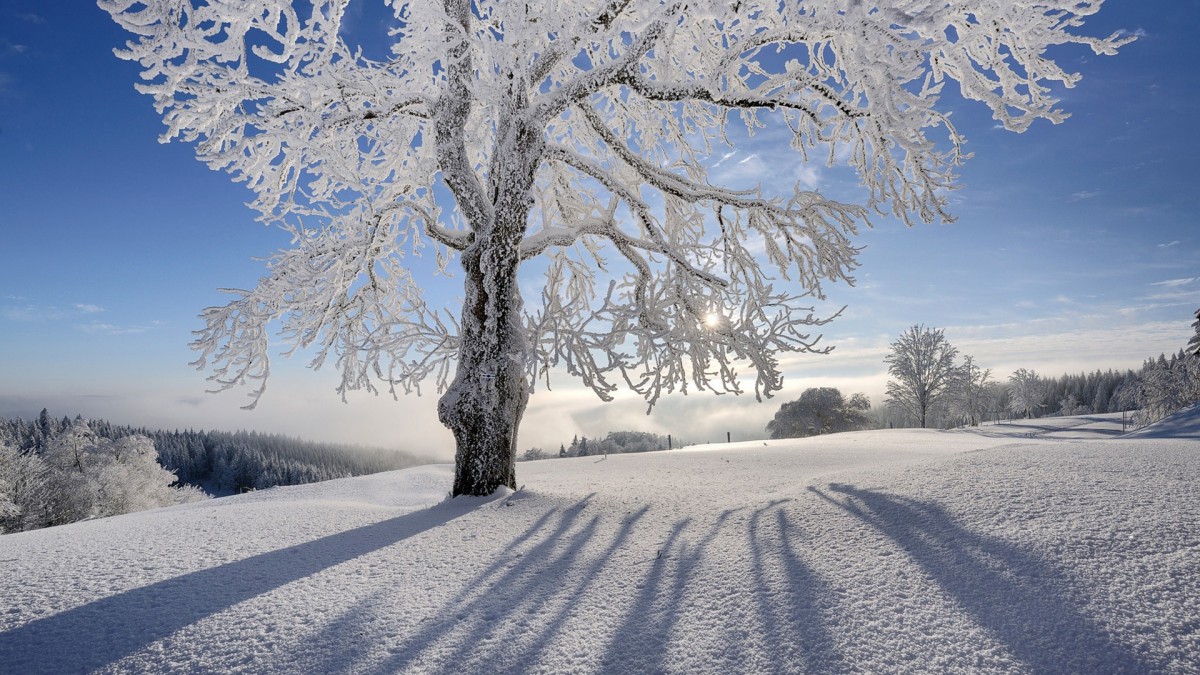 雪地树木景色壁纸-风景壁纸-高清风景图片-第4图-娟娟壁纸