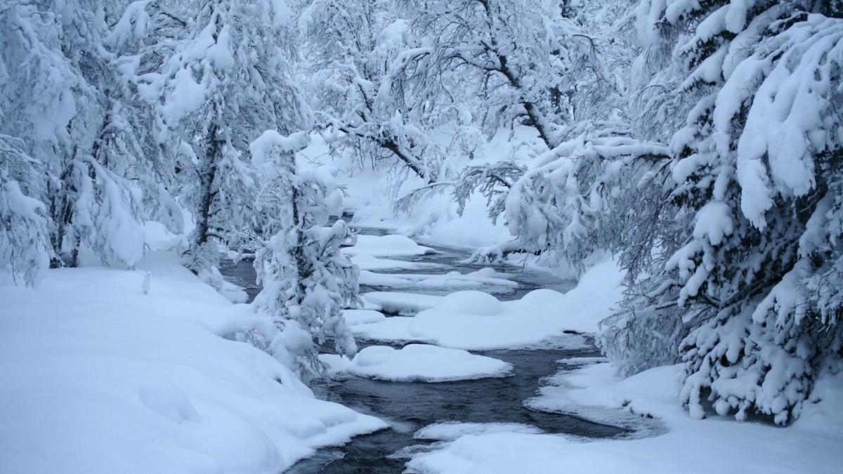 雪地树木景色壁纸512