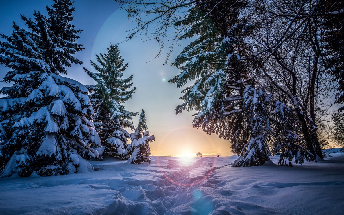 云杉雪景图片壁纸 风景壁纸 高清风景图片 第9图 娟娟壁纸