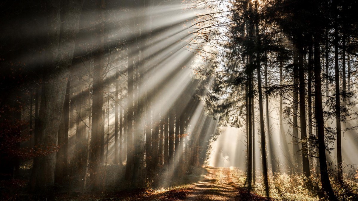 唯美森林洒落的阳光风景壁纸26