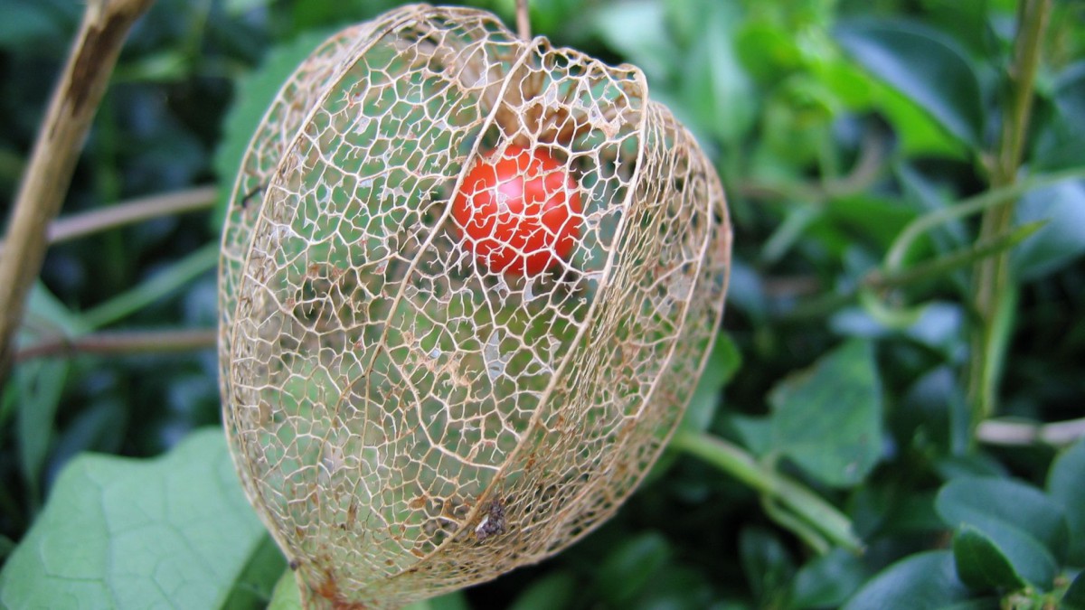 红红的灯笼草图片壁纸1212