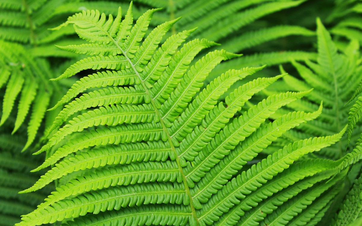 金星蕨图片壁纸(10/15)
