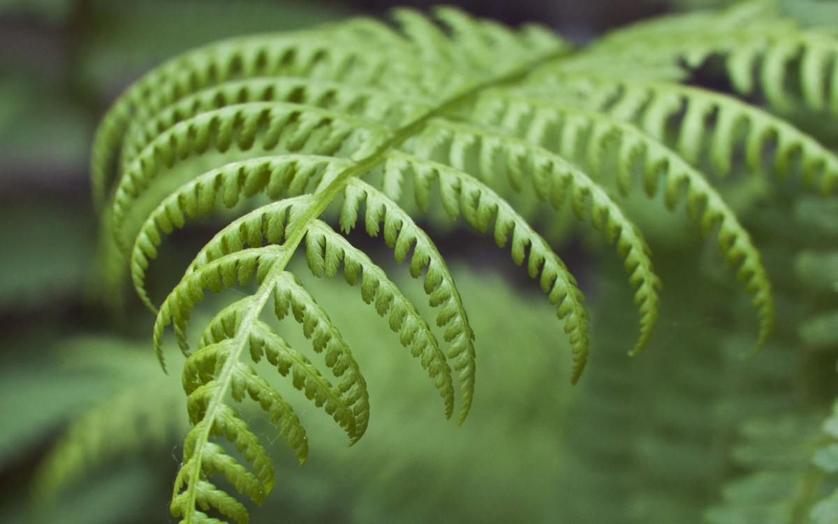金星蕨图片壁纸(6/15)