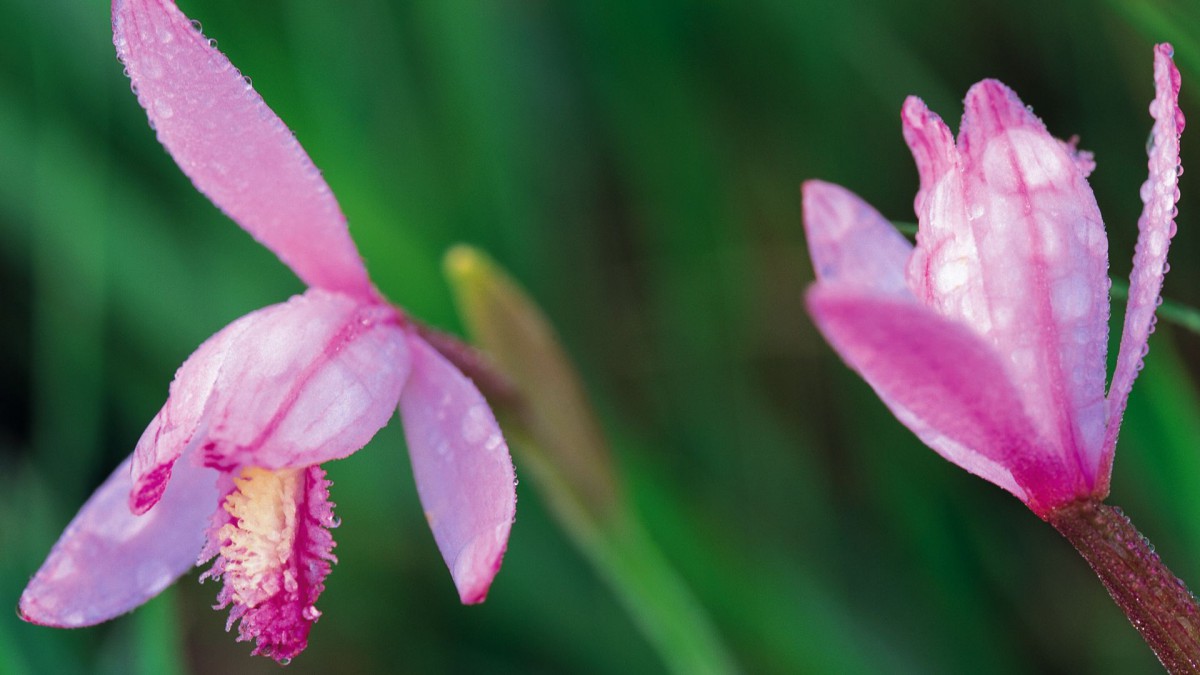 粉色红色的野花图片大全(5/20)