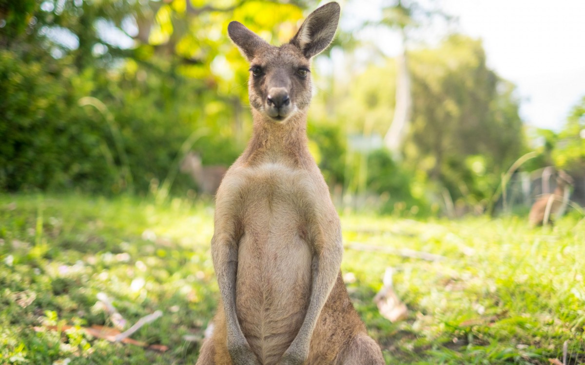 澳大利亚袋鼠图片-动物壁纸-高清动物图片-第4图-娟娟壁纸