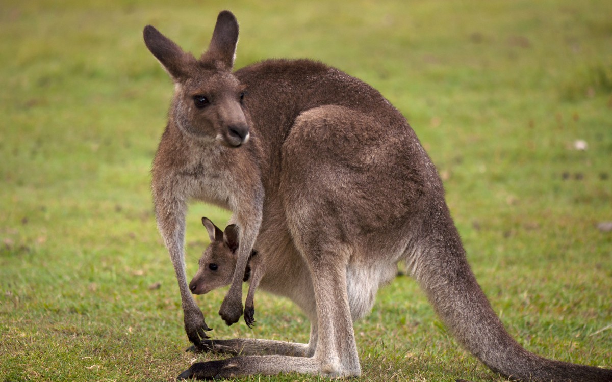 澳大利亚袋鼠图片-动物壁纸-高清动物图片-第7图-娟娟壁纸