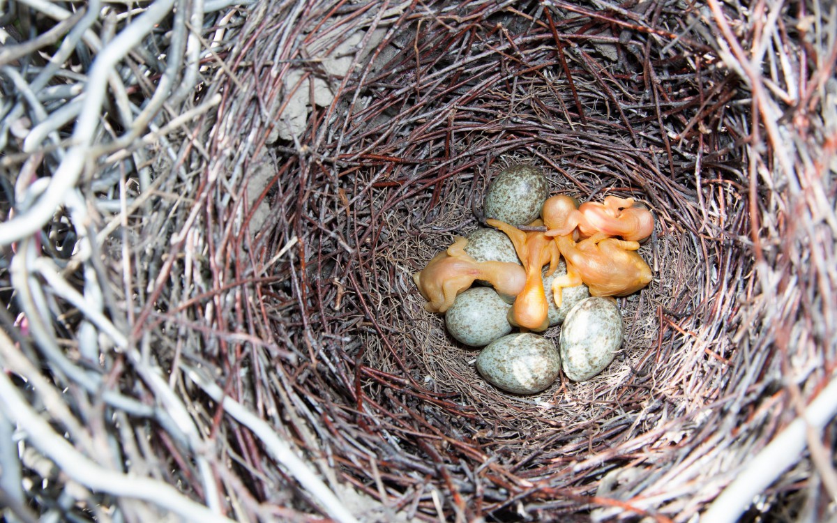 嗷嗷待哺的雏鸟图片-动物壁纸-高清动物图片-第3图-娟娟壁纸