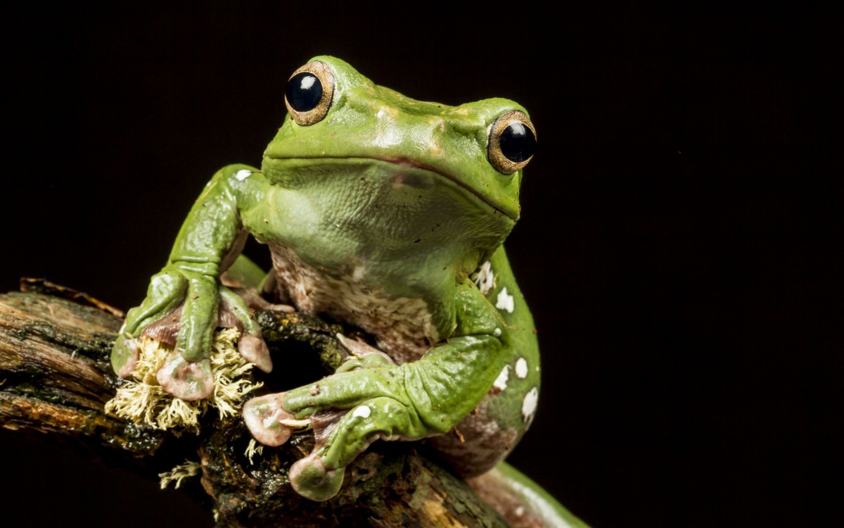 两栖动物青蛙图片711