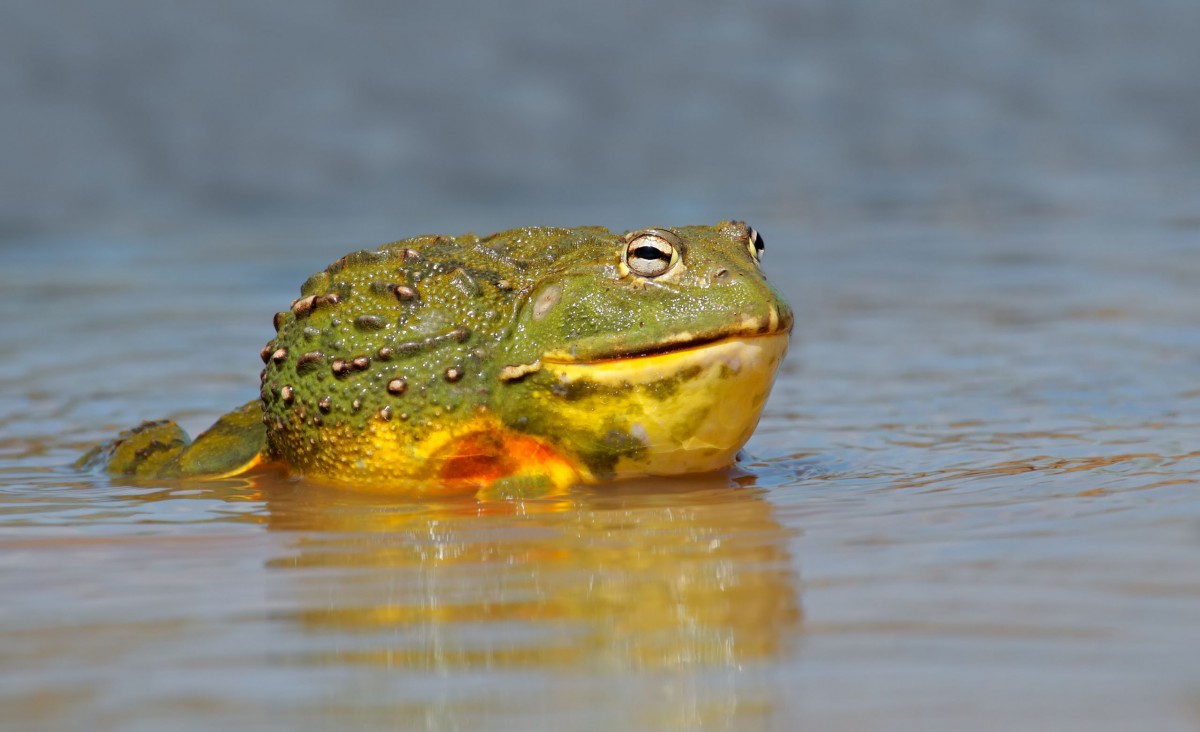 两栖动物青蛙图片911