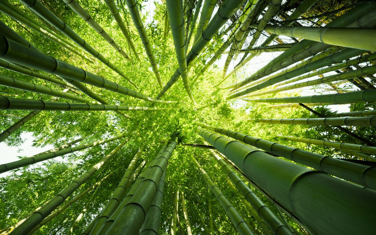 清涼綠色竹林圖片-花卉壁紙-高清花卉圖片-娟娟壁紙