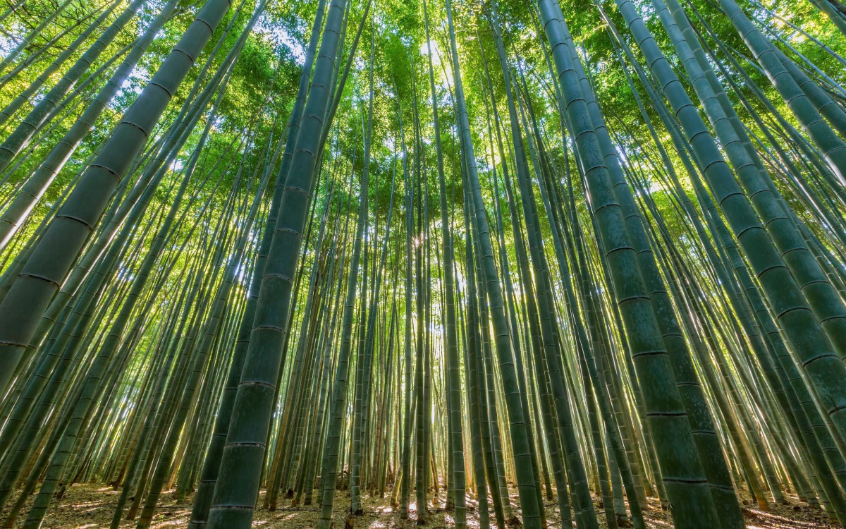 清凉绿色竹林图片 花卉壁纸 高清花卉图片 第7图 娟娟壁纸