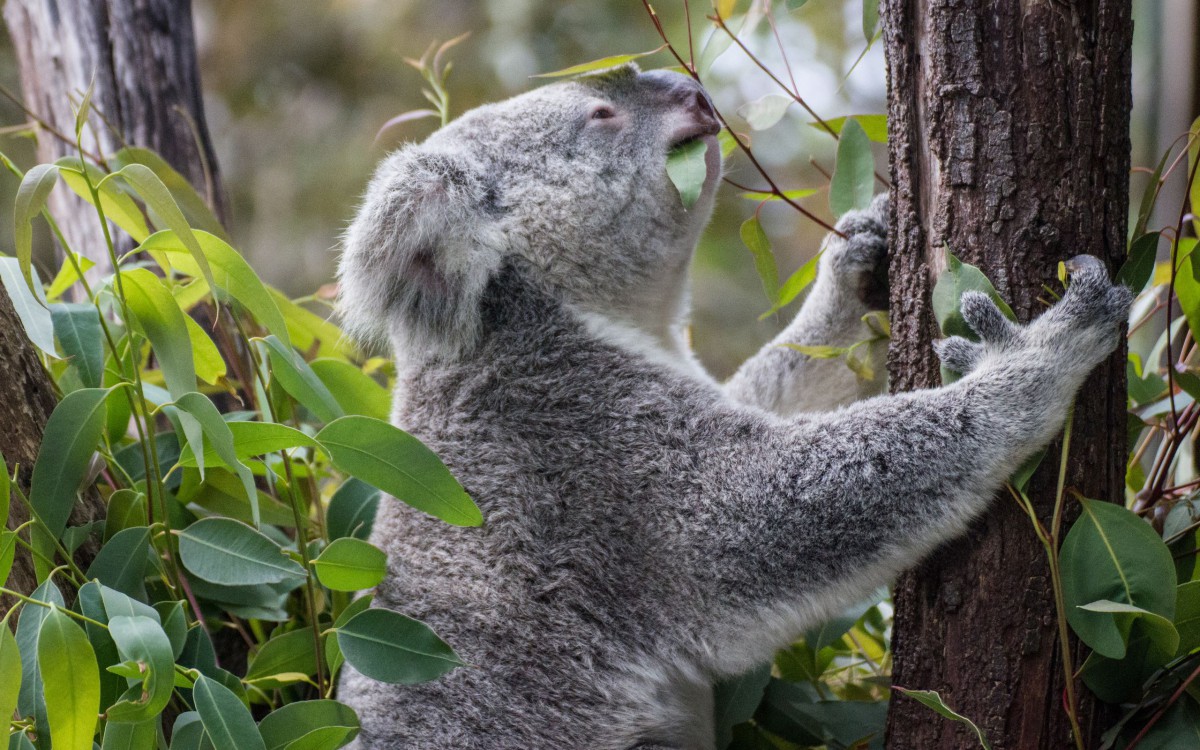 澳大利亚树袋熊(考拉)图片-动物壁纸-高清动物图片-第10图-娟娟壁纸