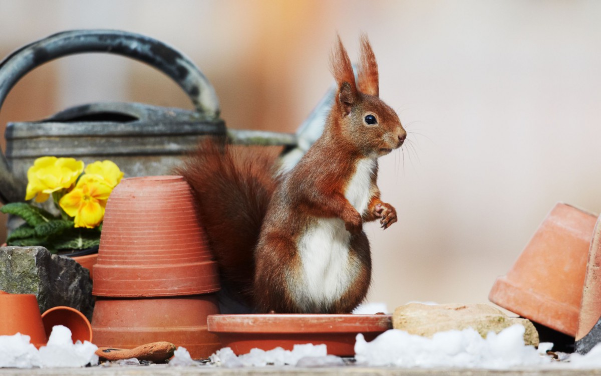 毛茸茸的的小松鼠图片411