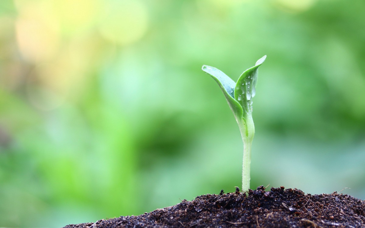 绿色生命嫩芽图片(16/20)