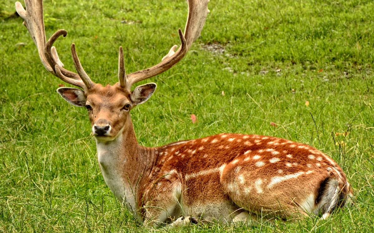 野生梅花鹿图片-动物壁纸-高清动物图片-第3图-娟娟壁纸