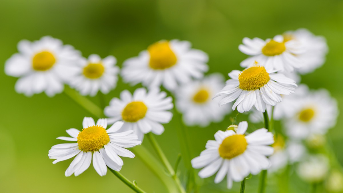 野外白菊花图片1114