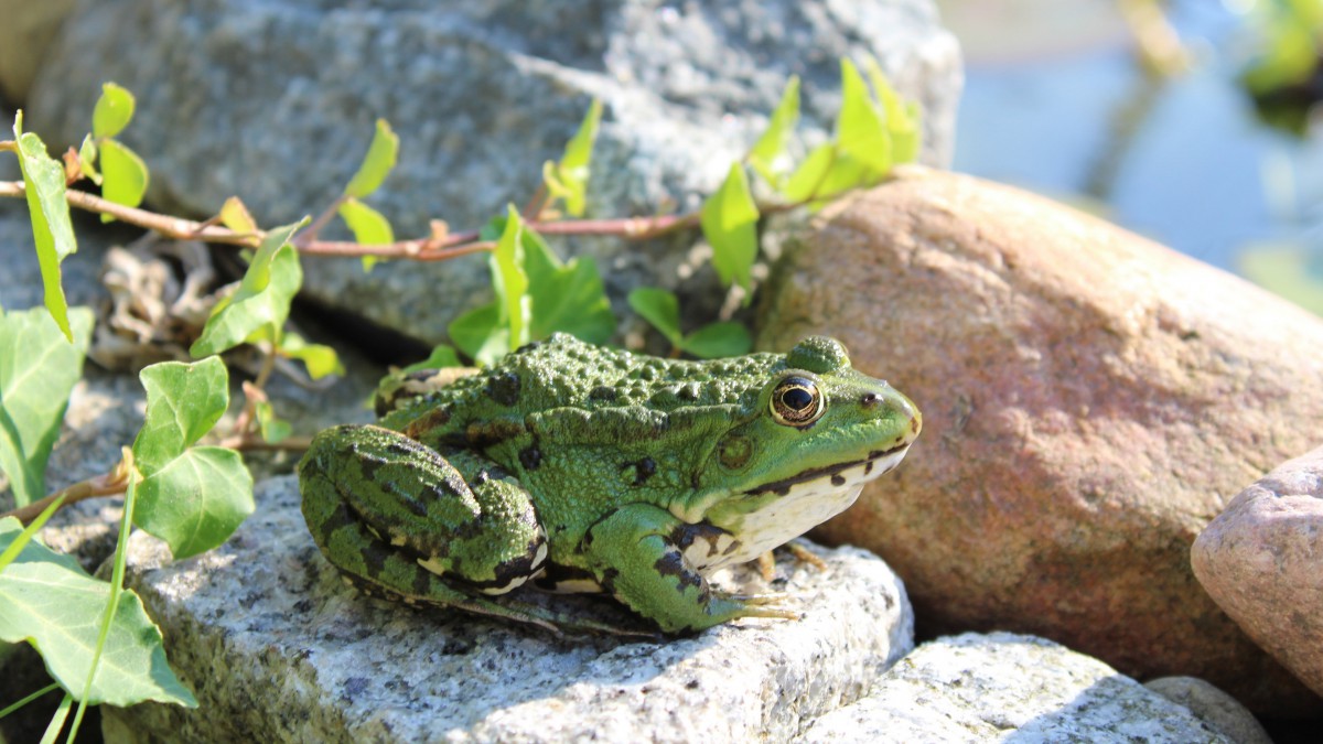 高清青蛙图片壁纸(2/14)