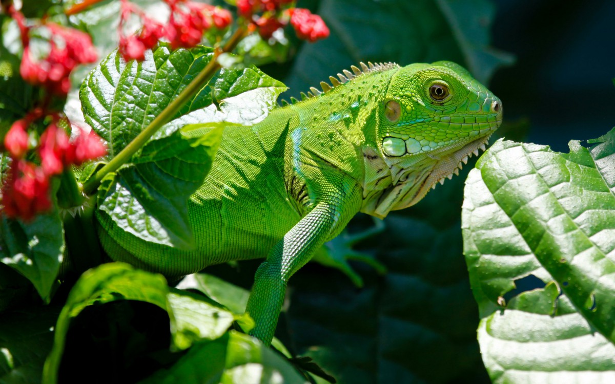 冷血动物蜥蜴图片-动物壁纸-高清动物图片-第2图-娟娟壁纸