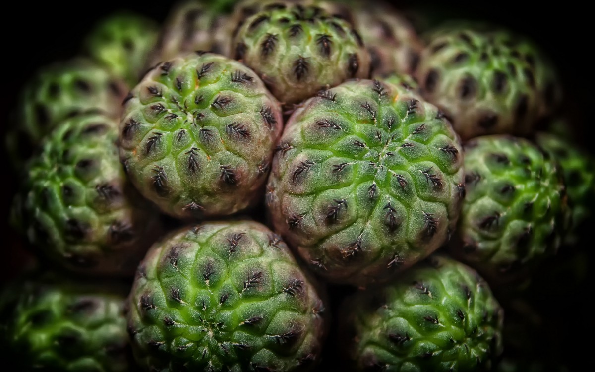 多肉植物盆栽圖片-花卉壁紙-高清花卉圖片-第4圖-娟娟壁紙