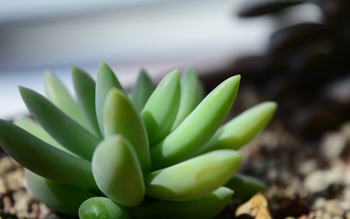 桌面壁纸 花卉 植物绿叶 > 多肉植物盆栽图片显示:√欣赏模式   全屏