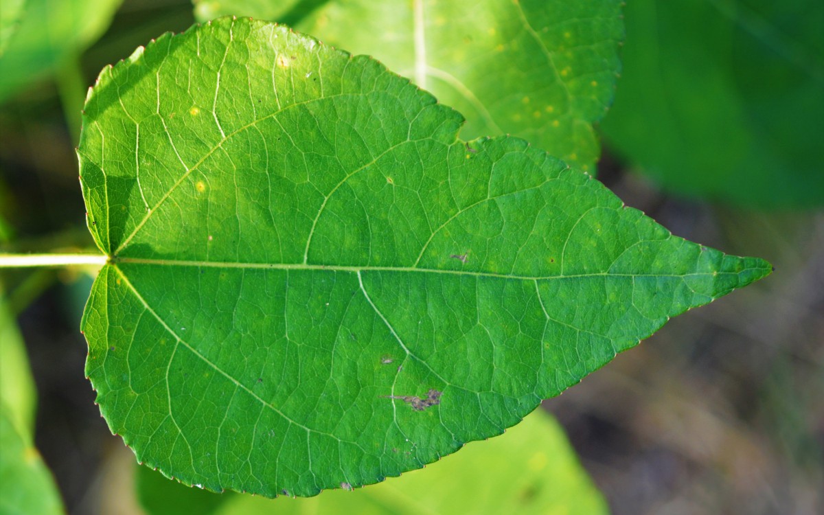 图片给大家,图中的桌面壁纸壁纸会点缀你的电脑桌面,美化自己的心灵!