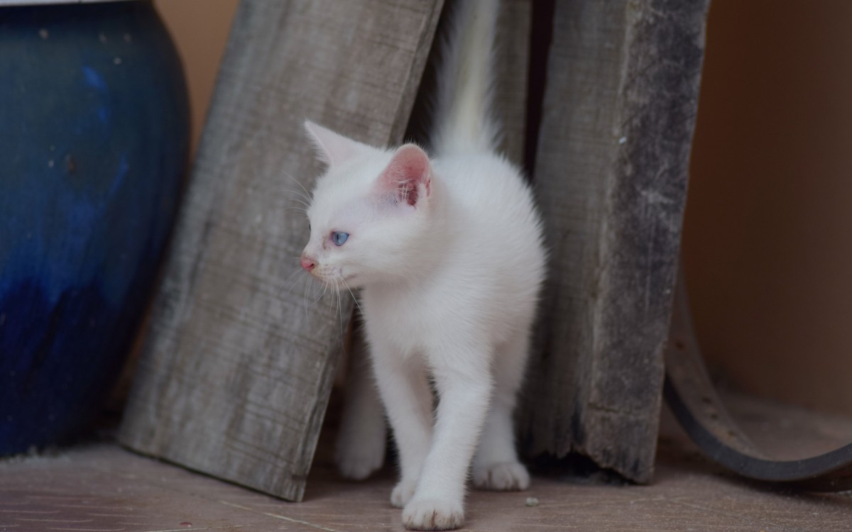 白色小猫咪图片614