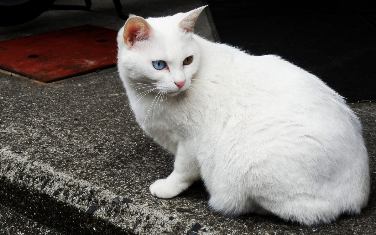 白色的小猫咪图片大全图片