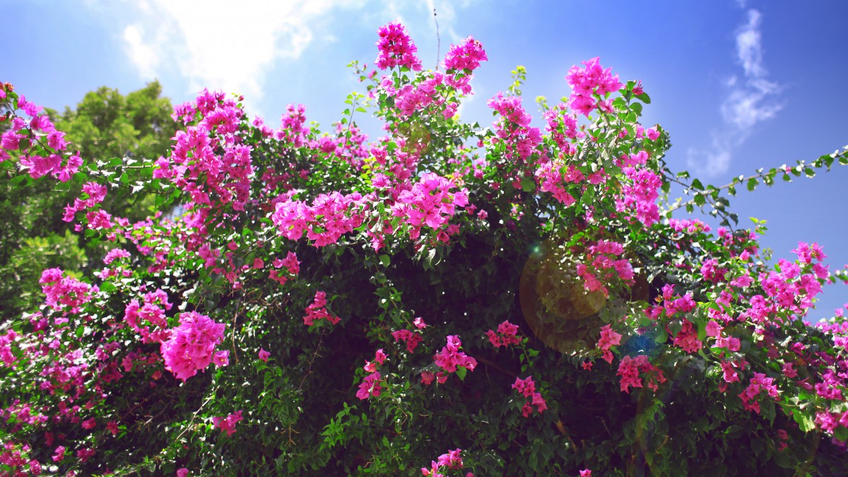 5k高清三角梅图片(11/12)