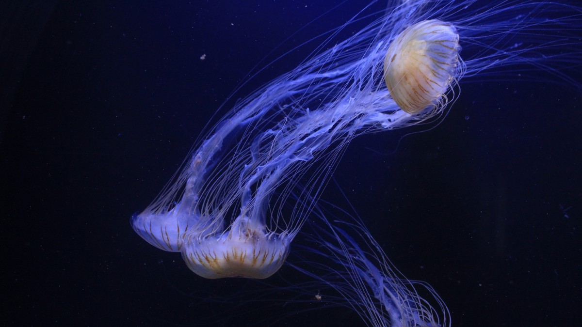 海洋生物水母圖片大全-動物壁紙-高清動物圖片-第8圖-娟娟壁紙