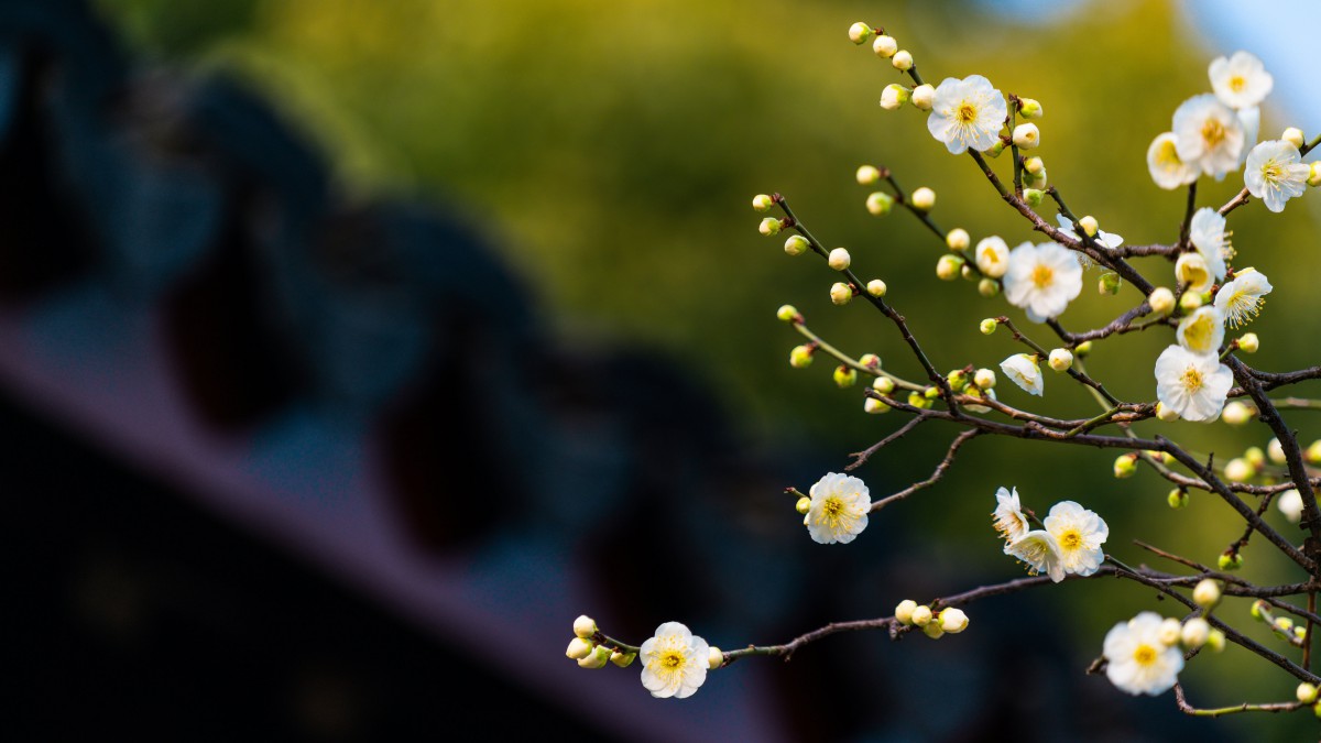 冬日腊梅花图片壁纸1318