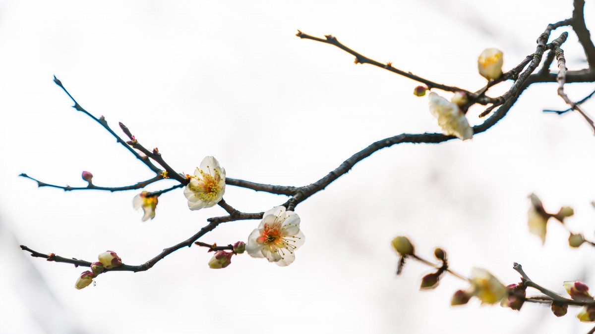 冬日腊梅花图片壁纸(3/18)